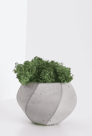 Button Fern